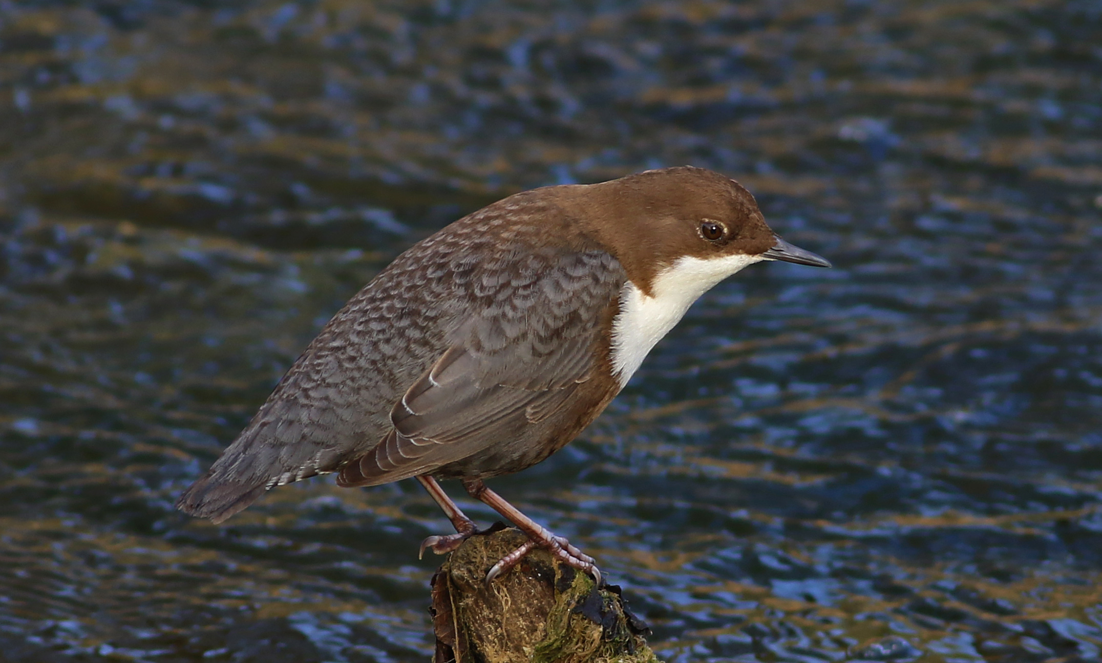 White-throated Dipper